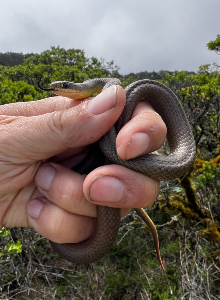 Western Yellowbelly Racer